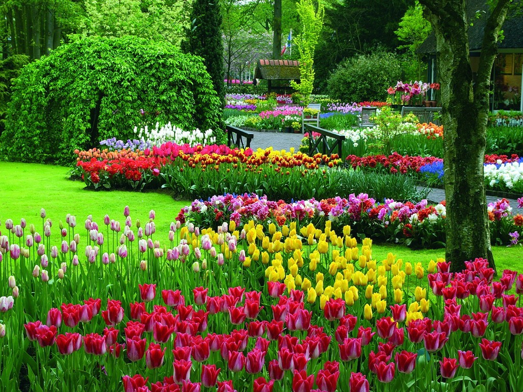 Туры в Голландию на цветение тюльпанов в Кекенхоф